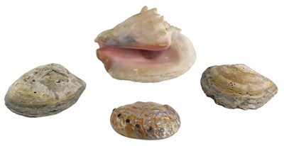 Lot 189 - A conch shell and three other shells.