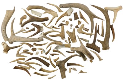 Lot 383 - A group of deer antlers, some walking stick...