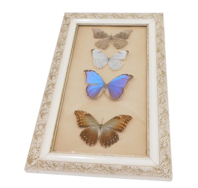Lot 340 - Lepidopetery. Four framed butterflies,...