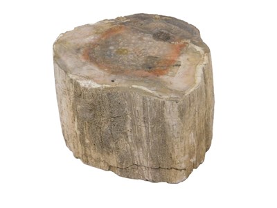 Lot 514 - A section of partly polished petrified wood,...