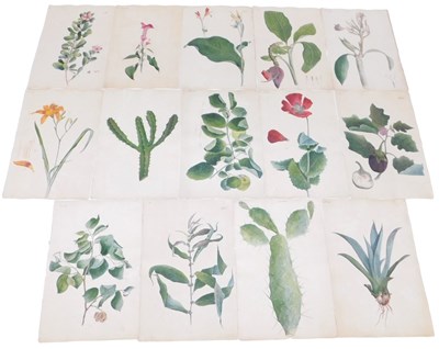 Lot 254 - Persian School (19thC). Botanical studies,...
