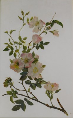 Lot 32 - KC (19thC/20thC). Floral study, oil on opaque...