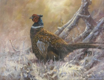 Lot 155 - John Trickett (b.1952). Cock Pheasant, oil on...