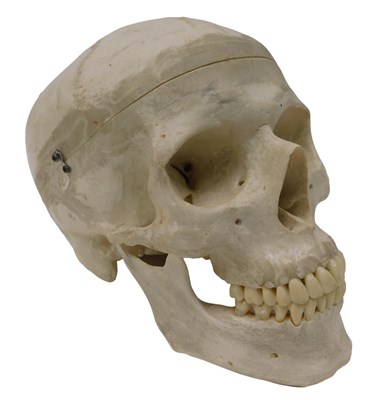 Lot 600 - A museum model of a faux human skull, in a...