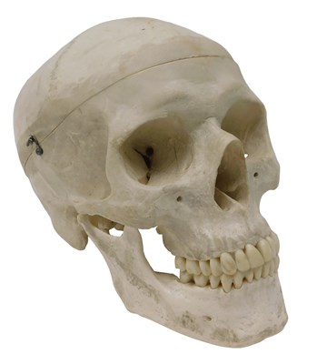 Lot 601 - A museum model of a faux human skull, in a...