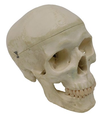 Lot 602 - A museum model of a faux human skull, in a...