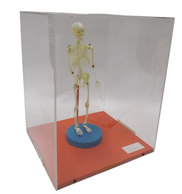 Lot 603 - A museum model plastic miniature human...