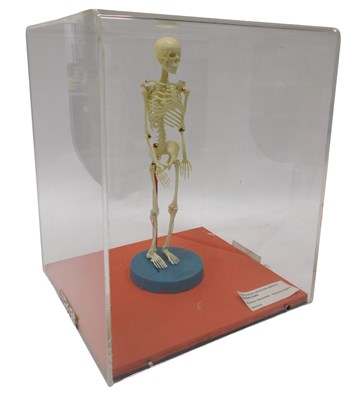 Lot 604 - A museum model plastic miniature human...