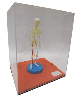 Lot 605 - A museum model plastic miniature human...