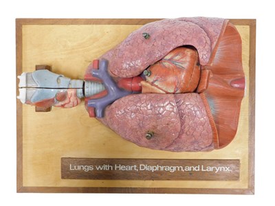 Lot 606 - A resin model of the human lungs with heart,...