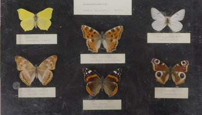 Lot 607 - A British butterflies display case, containing...