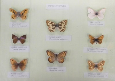 Lot 608 - A museum display case of British...