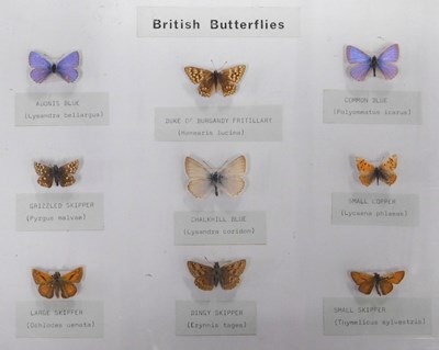 Lot 609 - A museum display case of British...