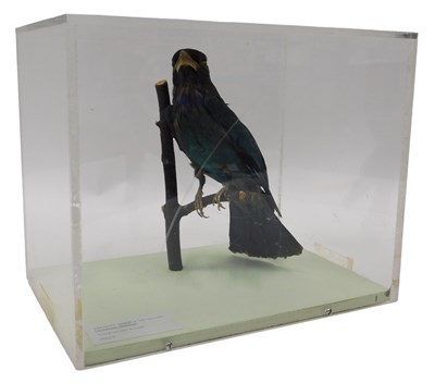 Lot 612 - A taxidermied model of a broad-tailed roller,...