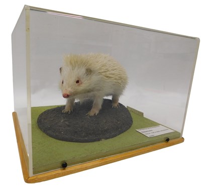 Lot 613 - A taxidermied model of an Icicle Albino...