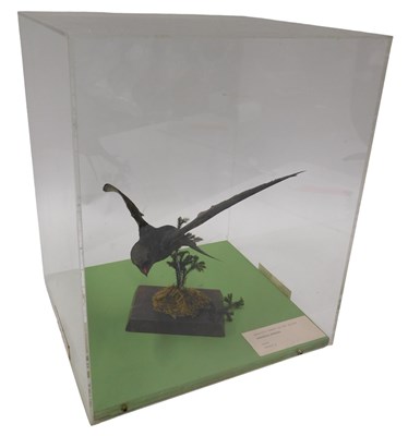 Lot 614 - A taxidermied model of a swift, on perch, 25cm...