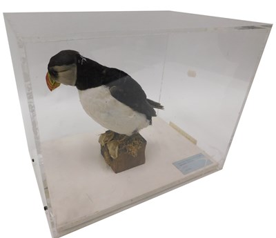 Lot 615 - A taxidermied model of a puffin, on a wooden...