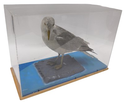 Lot 616 - A taxidermied model of a seagull, in a Perspex...