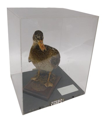 Lot 617 - A taxidermied female mallard, mounted on a...