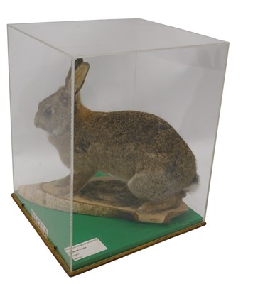 Lot 618 - A taxidermied model of a rabbit, on log, in a...