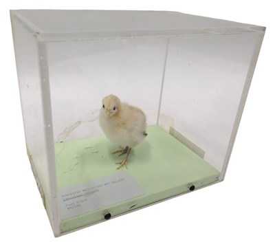 Lot 619 - A taxidermied fowl chick, in a Perspex display...