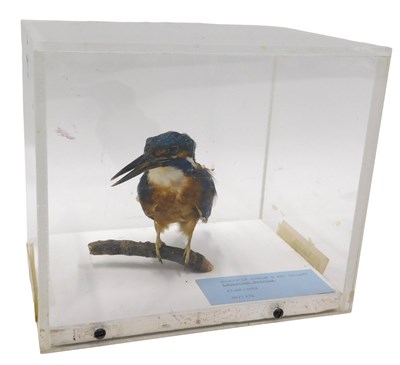 Lot 620 - A taxidermied model of a kingfisher, perched...