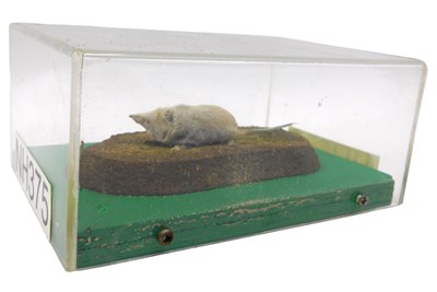 Lot 621 - A taxidermied model of a common shrew, on...
