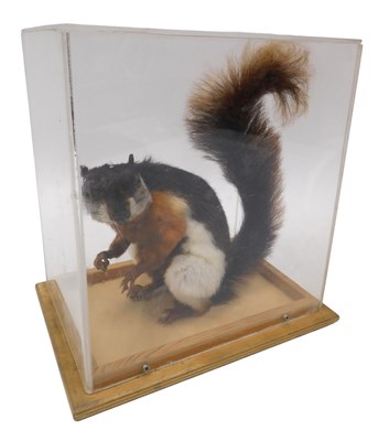 Lot 622 - A taxidermied model of a prevost squirrel, in...