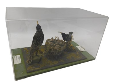 Lot 623 - A taxidermied model of a starling family at...