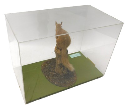 Lot 624 - A taxidermied model of a red squirrel, eating...