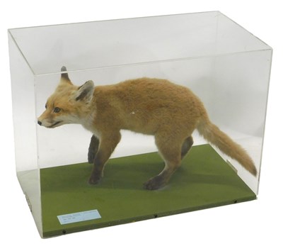 Lot 625 - A taxidermied model of a red fox cub on the...