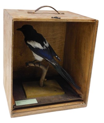 Lot 626 - A taxidermied model of a magpie, perched on...