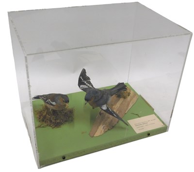 Lot 627 - A taxidermied model of a male and female...