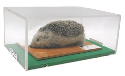 Lot 628 - A taxidermied model of a hedgehog, on a...