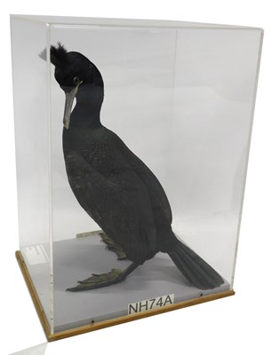 Lot 629 - A taxidermied model of a shag, in a Perspex...