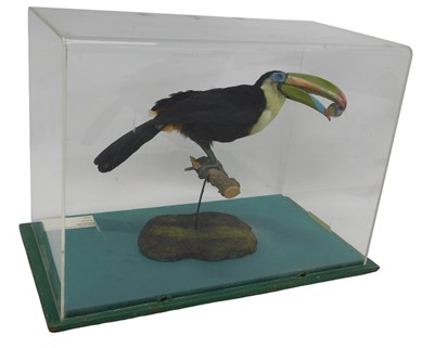 Lot 630 - A taxidermied model of a toucan, stylised on...