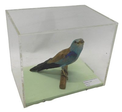Lot 631 - A taxidermied model of a roller bird, perched...