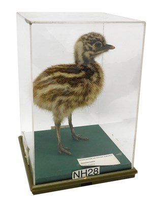 Lot 632 - A taxidermied model of an emu chick, in a...