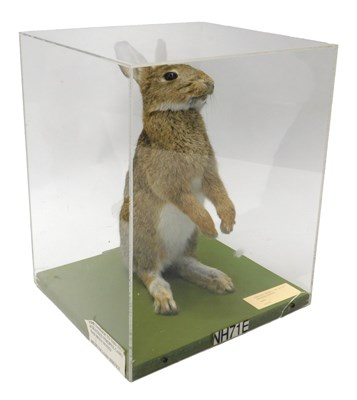 Lot 633 - A taxidermied model of a rabbit, reared on...