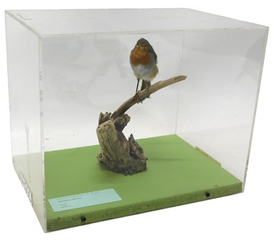 Lot 634 - A taxidermied model of a robin, perched on a...