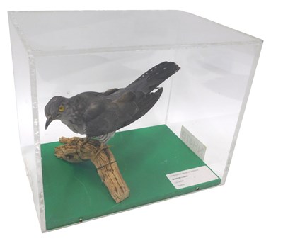 Lot 635 - A taxidermied model of a cuckoo, mounted on a...