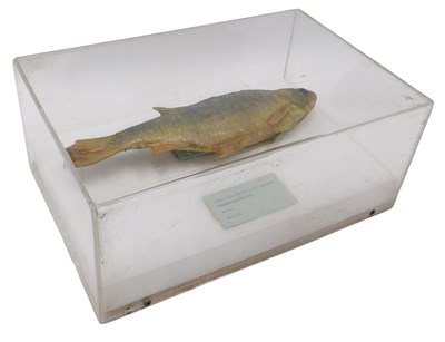 Lot 636 - A taxidermied model of a roach, in a Perspex...