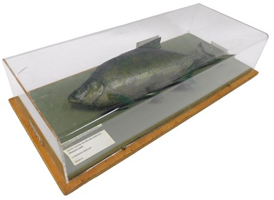 Lot 637 - A taxidermied model of a common bream, in a...