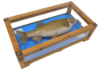 Lot 638 - A taxidermied model of a chubb, in a pine and...