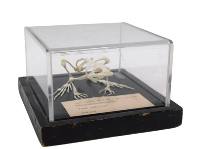 Lot 639 - A museum model of a frog skeleton, in a...
