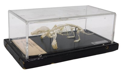 Lot 640 - A museum model of a mole skeleton, mounted in...