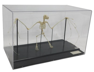 Lot 641 - A museum model of a fruit bat skeleton, in a...