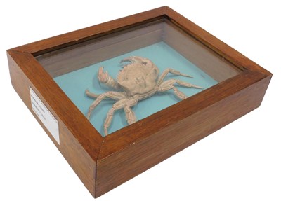 Lot 642 - A fossilised swimming crab, in a pine display...