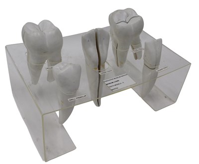 Lot 643 - A collection of museum model teeth, comprising...