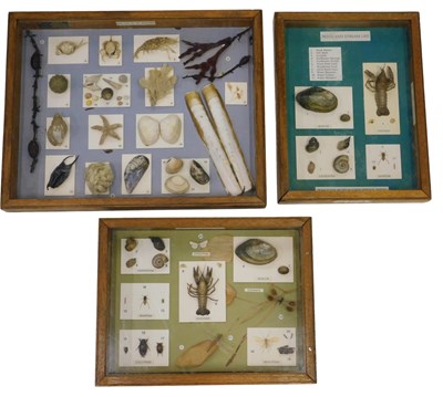 Lot 644 - Three museum display cases, of fossils for The...